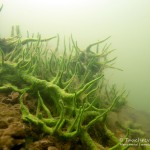 Süßwasserschwamm, Tauchen im Stienitzsee, Tauchen in Brandenburg