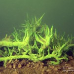 Süßwasserschwamm, Tauchen im Stienitzsee, Tauchen in Brandenburg