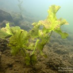 Teichrose, Tauchen im Stienitzsee, Tauchen in Brandenburg