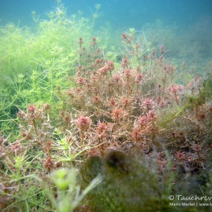 Leuchterlagen, Wasserschlauch