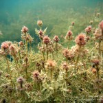 Hornblättrige Armleuchteralge, chara tomentosa, Tauchen in der Uckermark, Tauchen in Brandenburg