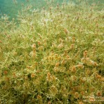 Hornblättrige Armleuchteralge, chara tomentosa, Tauchen in der Uckermark, Tauchen in Brandenburg