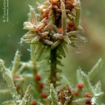 Chara tomentosa, Hornblättrige Armleuchteralge, Tauchen in der Uckermark, Tauchen in Brandenburg