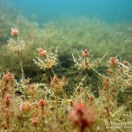 Hornblättrige Armleuchteralge, chara tomentosa, Tauchen in der Uckermark, Tauchen in Brandenburg