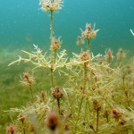 Hornblättrige Armleuchteralge, chara tomentosa, Tauchen in der Uckermark, Tauchen in Brandenburg