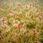 Hornblättrige Armleuchteralge, chara tomentosa, Tauchen in der Uckermark, Tauchen in Brandenburg