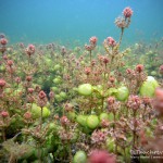 Hornblättrige Armleuchteralge, chara tomentosa, Tauchen in der Uckermark, Tauchen in Brandenburg