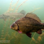 Karausche, Carassius carassius, Tauchen in der Uckermark, Tauchen in Brandenburg