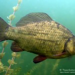 Karausche, Carassius carassius, Tauchen in der Uckermark, Tauchen in Brandenburg