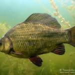 Karausche, Carassius carassius, Tauchen in der Uckermark, Tauchen in Brandenburg