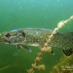 Hecht, Esox lucius, Tauchen in der Uckermark, Tauchen in Brandenburg