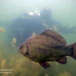 Karausche, Carassius carassius, Tauchen in der Uckermark, Tauchen in Brandenburg