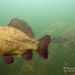 Karausche, Carassius carassius, Tauchen in der Uckermark, Tauchen in Brandenburg