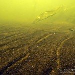 Flussbett, Flusstauchen, Tauchen in der Spree, Tauchen in Brandenburg