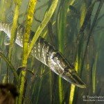 Hecht, Esox lucius, Flusstauchen, Tauchen in der Spree, Tauchen in Brandenburg