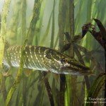 Hecht, Esox lucius, Flusstauchen, Tauchen in der Spree, Tauchen in Brandenburg