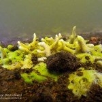 Süßwasserschwamm, Flusstauchen, Tauchen in der Spree, Tauchen in Brandenburg