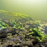 Schwämme, Esox lucius, Flusstauchen, Tauchen in der Spree, Tauchen in Brandenburg