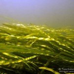 Igelkolben, Wasserpflanzen, Flusstauchen, Tauchen in der Spree, Tauchen in Brandenburg