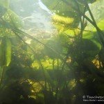 Teichrosen, Flusstauchen, Tauchen in der Spree, Tauchen in Brandenburg