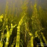 Wasserpflanzen, Flusstauchen, Tauchen in der Spree, Tauchen in Brandenburg