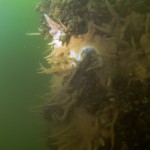 Torpedo, Schwamm, Tauchen im Tollensesee, Tauchen in Mecklenburg-Vorpommern