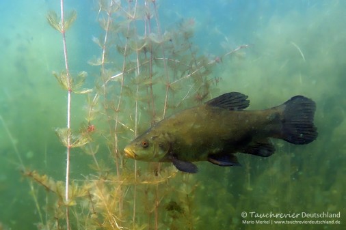 2016_07_07_Werbellinsee_Schlei (100)