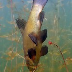 Schlei, Schleie, Tinca tinca, Tauchen im Werbellinsee, Tauchen in Brandenburg