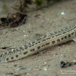 Steinbeißer (Cobitis taenia), Dorngrundel, Tauchen im Werbellinsee