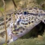 Steinbeißer (Cobitis taenia), Dorngrundel, Tauchen im Werbellinsee