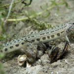 Steinbeißer (Cobitis taenia), Dorngrundel, Tauchen im Werbellinsee