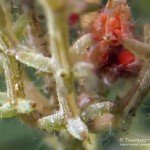 Chara tomentosa, Tauchen im Dranser See, Tauchen in Brandenburg