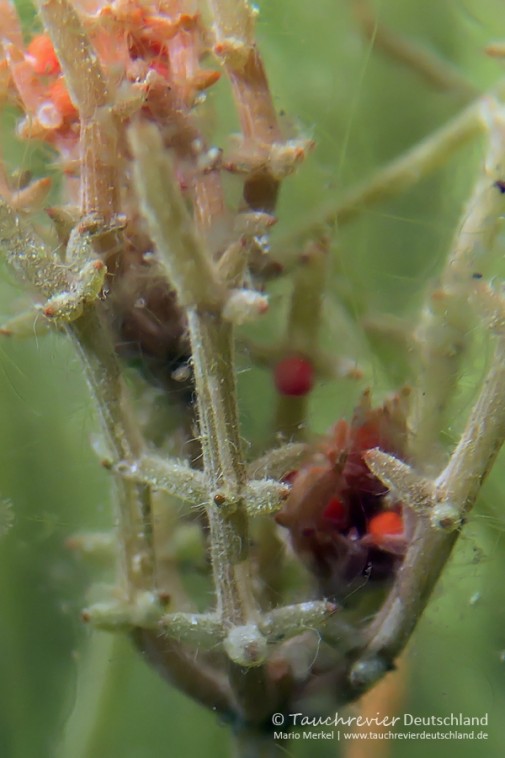 2016_07_13_DranserSee (108)