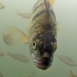 Flussbarsch, Tauchen im Dranser See, Tauchen in Brandenburg