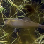 Juvenile Schlei, Tauchen im Dranser See, Tauchen in Brandenburg