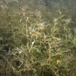 Kleines Nixkraut, Tauchen im Dranser See, Tauchen in Brandenburg
