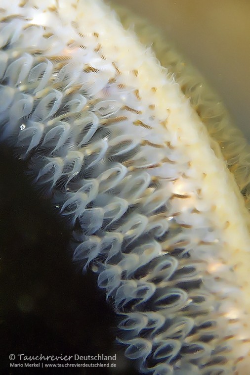 2016_07_13_DranserSee (125)