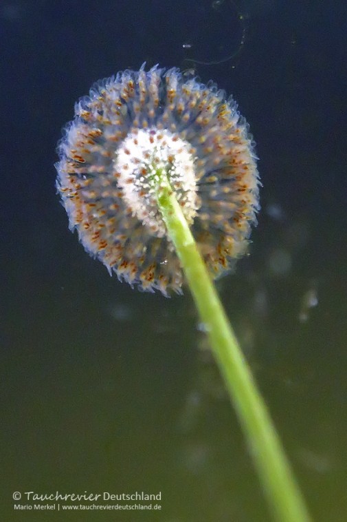 2016_07_13_DranserSee (128)