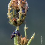 Chara tomentosa, Hornblättrige Armleuchteralge, Schnecken, Tauchen im Dranser See, Tauchen in Brandenburg