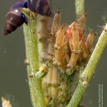 Chara tomentosa, Hornblättrige Armleuchteralge, Schnecken, Tauchen im Dranser See, Tauchen in Brandenburg