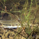 Steinbeisser, Dorngrundel, Tauchen im Dranser See, Tauchen in Brandenburg