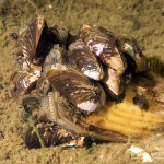 Teichmuschel, Tauchen im Dranser See, Tauchen in Brandenburg