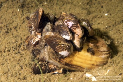 2016_07_13_DranserSee (139)