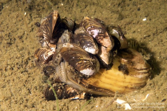 2016_07_13_DranserSee (139)