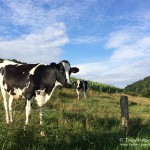 Sauerländer Kuh, Tauchen in Messinghausen, Tauchen in NRW