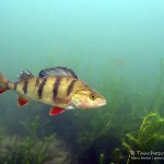 Flussbarsch, Tauchen im Sorpesee, Tauchen in NRW