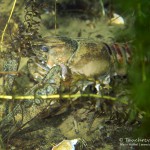 Flusskrebs, Tauchen im Sorpesee, Tauchen in NRW