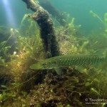 Hecht, esox lucius, Tauchen im Sorpesee, Tauchen in NRW