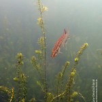 Grashecht, Tauchen im Sorpesee, Tauchen in NRW