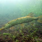 Hecht, esox lucius, Tauchen im Sorpesee, Tauchen in NRW